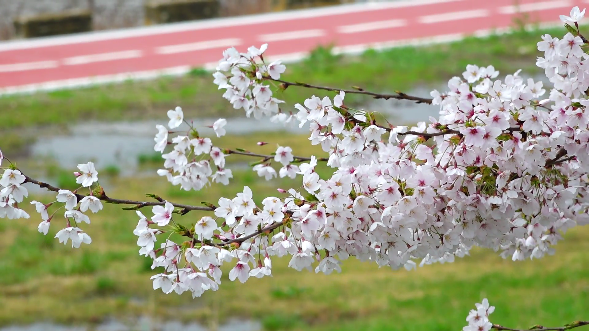 벚꽃과 함께 걷기 좋은 대천천